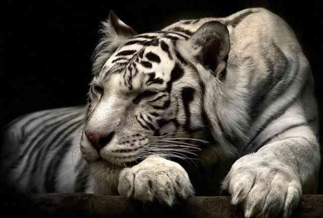 Холст Бенгальский тигр