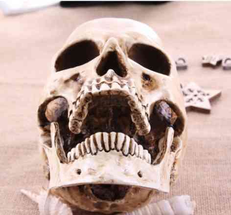 Человеческий череп 1 к 1 (копия из спец. пластика)