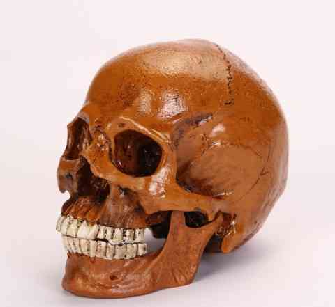 Человеческий череп 1 к 1 (копия из спец. пластика)