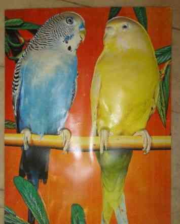 Советский объемный постер волнистые попугайчики