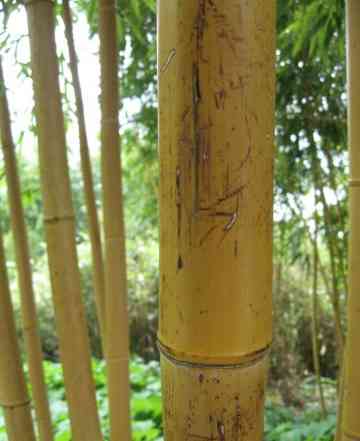 Натуральный бамбук
