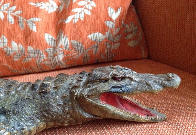 Чучело настоящего крокодила