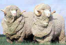 Дубленные овечьи шкуры